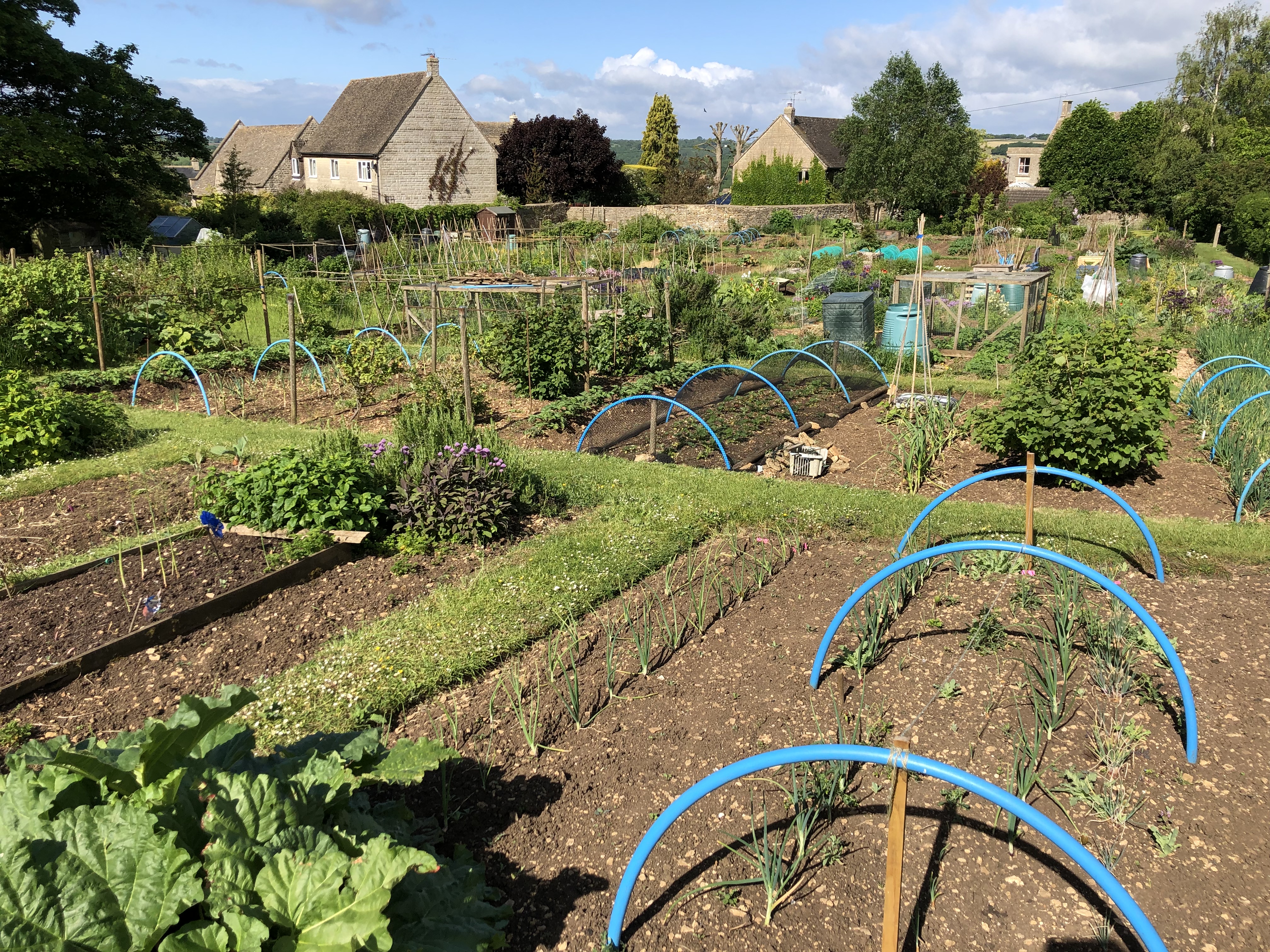 Examples Of Well Tended Allotments At Rose Barrow