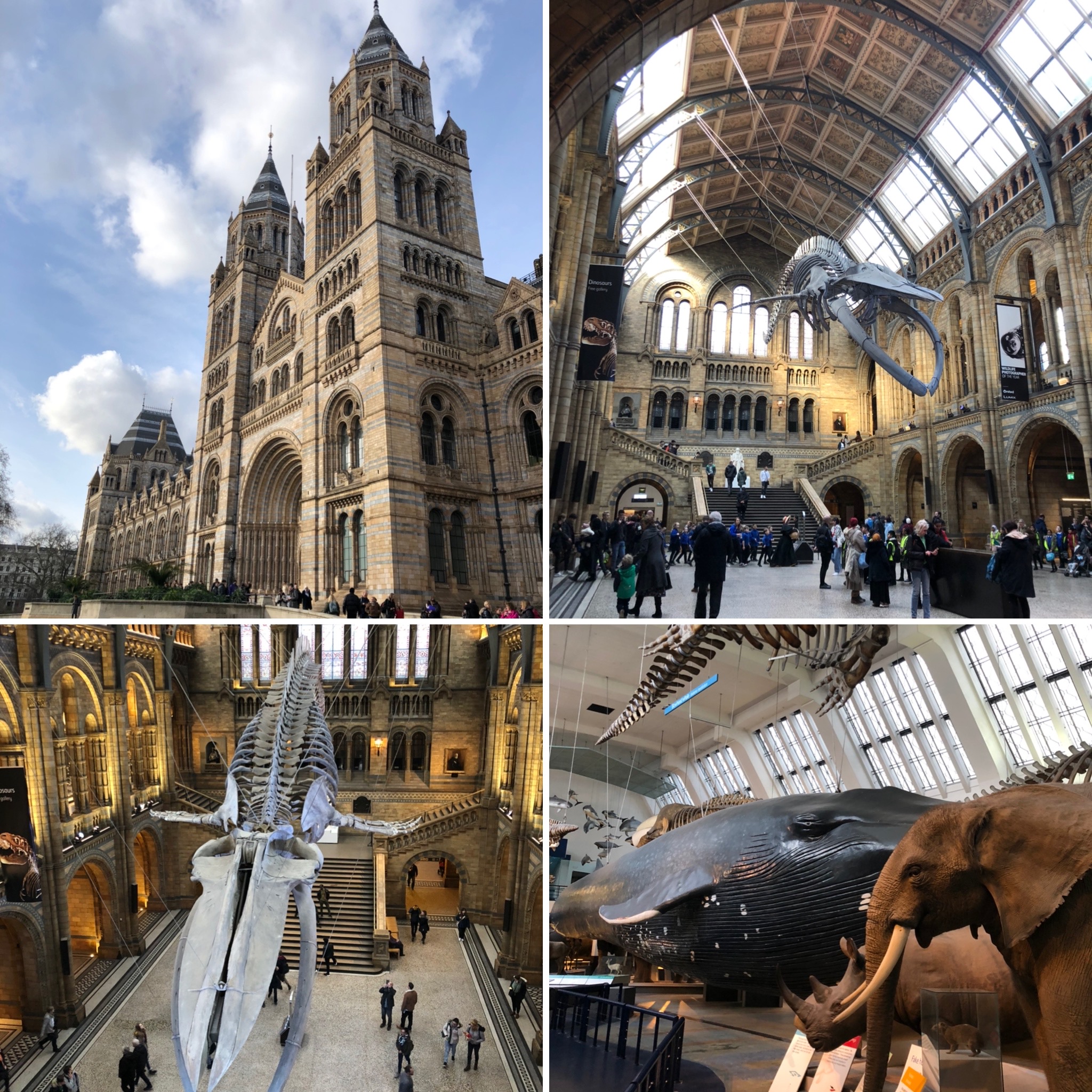 Views Of The Natural History Museum, Home of the Wildlife Photography Exhibition And Bringing Back Memories Of Taking The Kids Back In The 90s